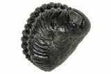 Wide, Curled Pedinopariops Trilobite - Excellent Eyes #347742-2